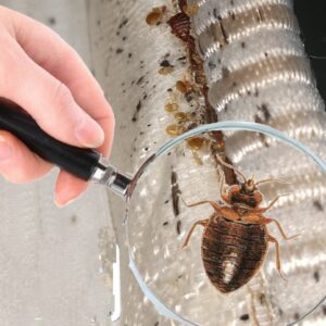 Konya Tahta Kurusu İlaçlama